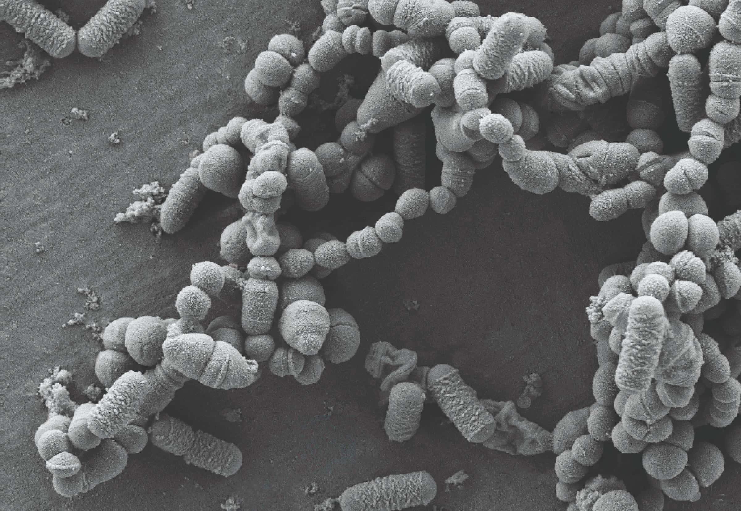 S. Sanguinis with i3.1 probiotic