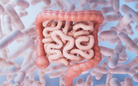 3D of human intestines