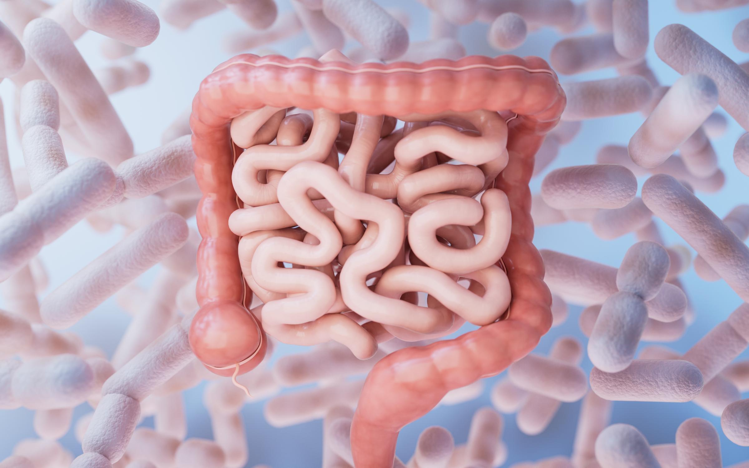 3D of human intestines