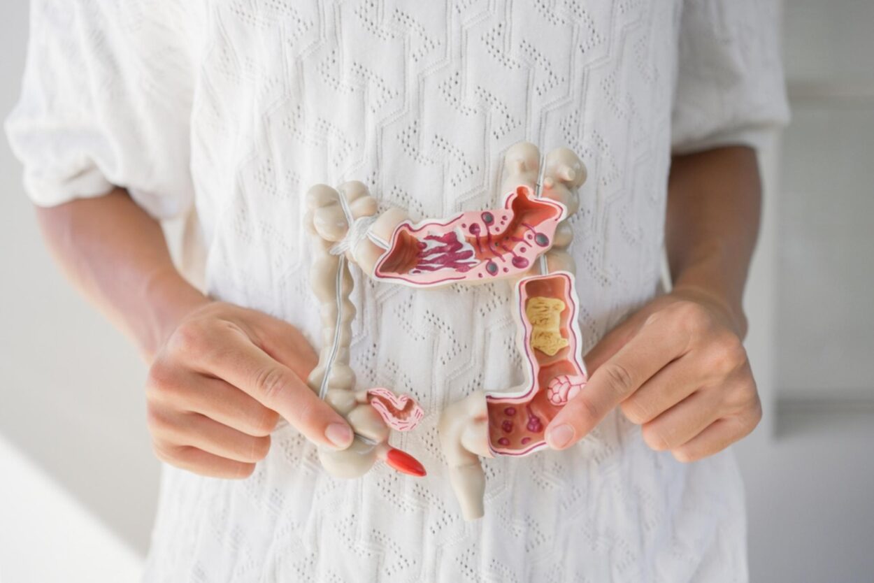 Human gut
