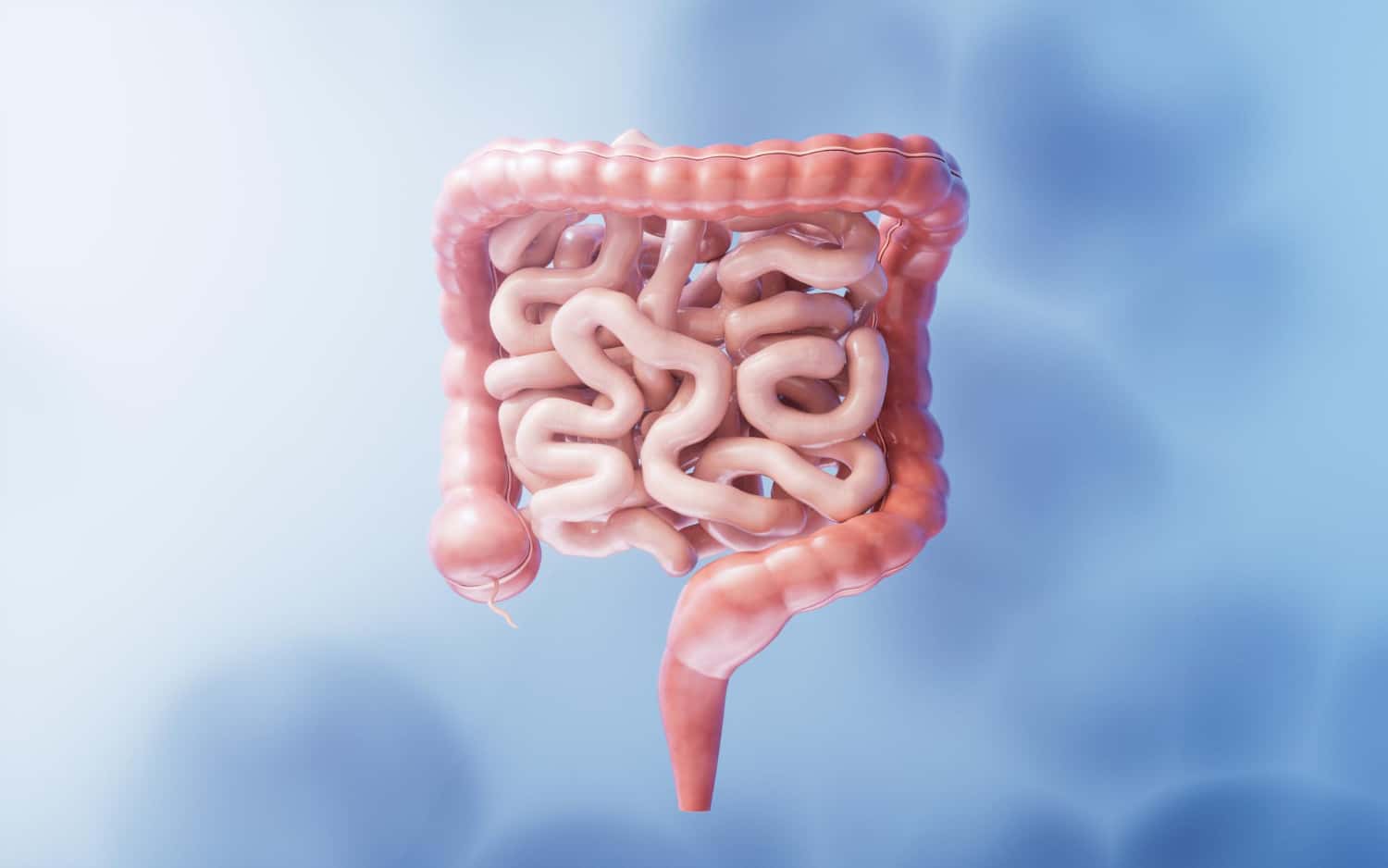 3D of human intestines