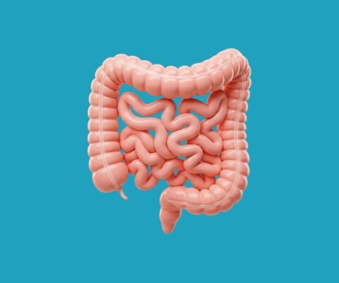 3D image of the intestines