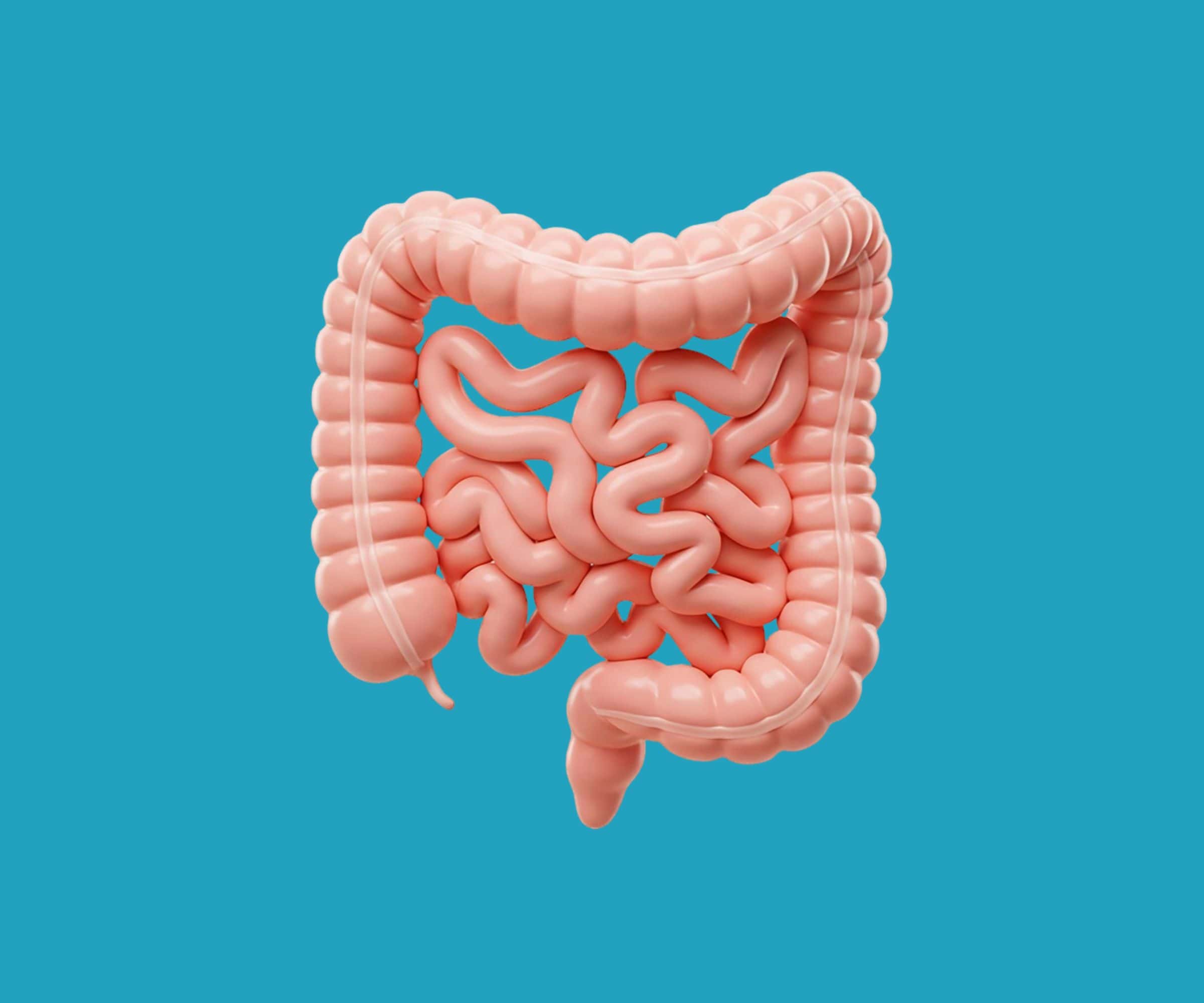 3D image of the intestines