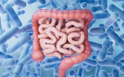 3D of an intestine and probiotics
