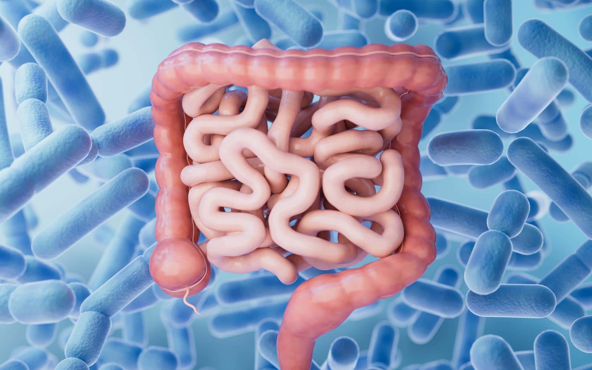 3D of an intestine and probiotics